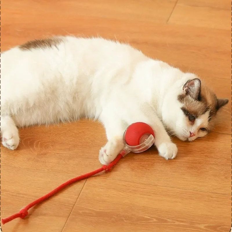 HOT Smarte Katzenspielzeuge: A – Pet Supplies First Bewertung und Preis