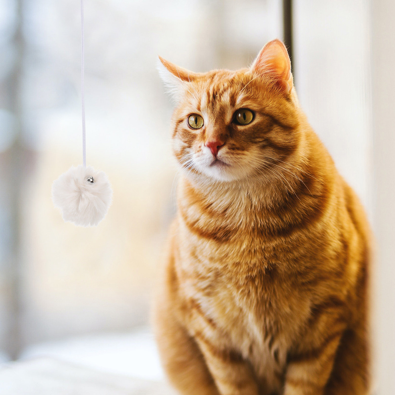4 Stück Katzen-Hängebälle mit  – Cat Scratching Post Bewertung und Preis